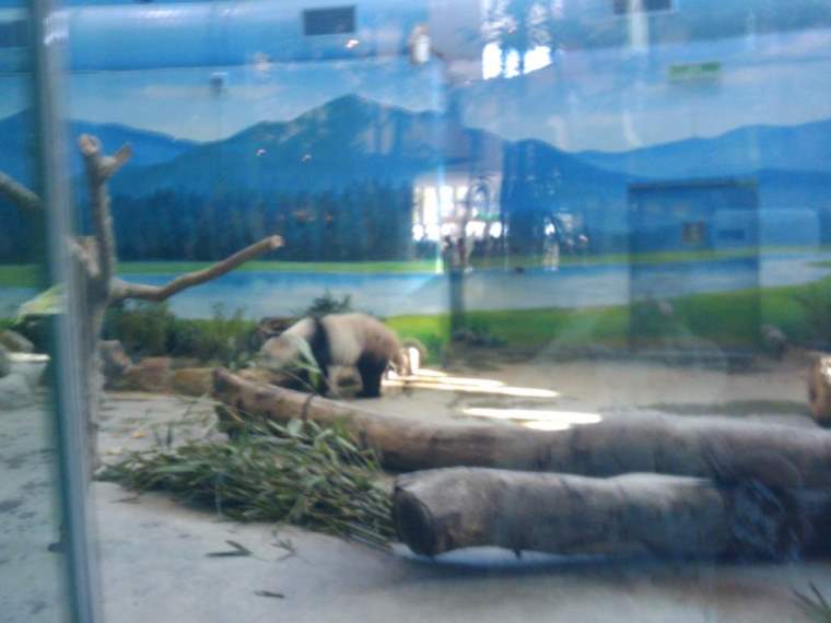 台北市立動物園熊貓